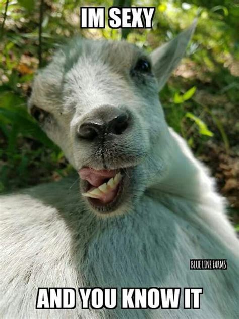 Pin By Fairytail Farm On Goat Crazy Goats Funny Funny Goat Pictures