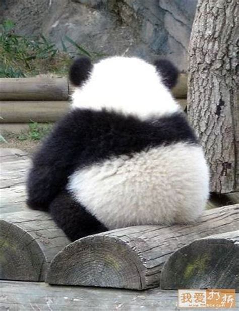 Panda Butt Reneedezvous