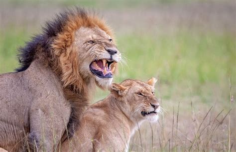 【画像】交尾中のライオンの顔 近付いたら殺されそう ポッカキット
