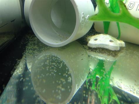 They will start to spawn as the season changes into spring and the water warms up. Goldfish eggs