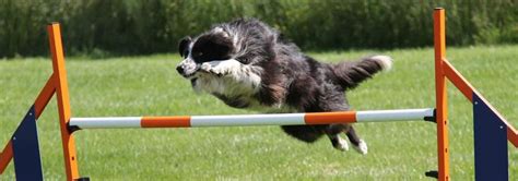 Diy indoor dog obstacle course when the weather drives us indoors, keeping our dogs occupied and active can be a challenge. How to Make a DIY Dog Obstacle Course at Home | Hill's Pet ...