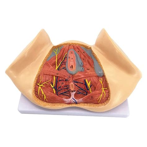 Buy Wwjjll Female Reproductive Organ Model Perineum Anatomical Model