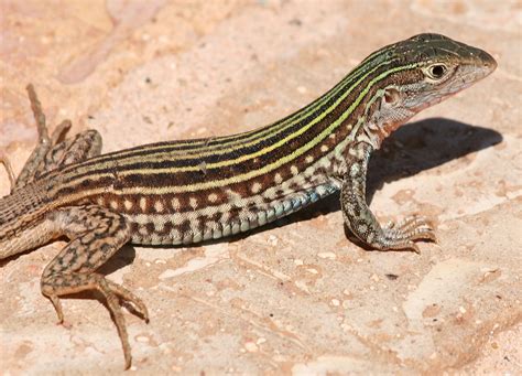 Desert Grassland Whiptail Lizard Facts And Pictures Reptile Fact