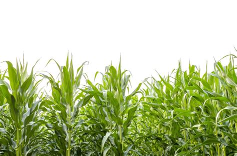 Asia growth capital aktie und aktueller aktienkurs. Asia Plantation Capital. Sustainable in Growing ...