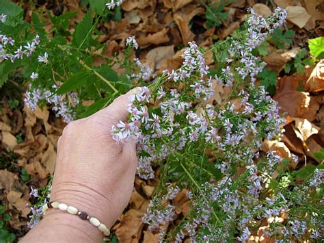 Blue Wood Asters — Late Blooming Wildflowers Friesner Herbarium Blog