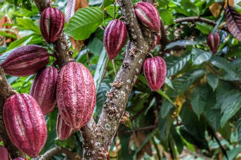 Suppongo Goneryl Ipotesi Cacao Pianta Coltivazione Ristretto Mittens