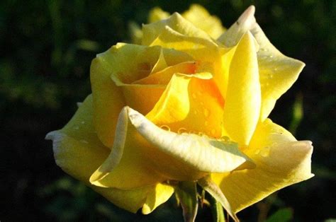 The Best Varieties Of Yellow Roses Or Why You Dont Need A Yellow