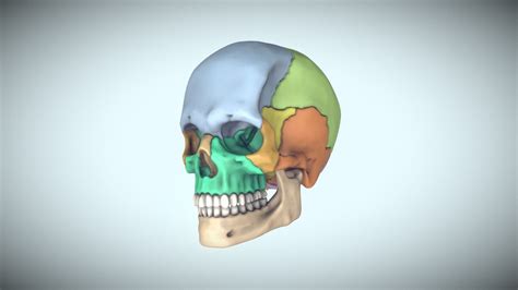 Skull Anatomy Reference 3d Modelsskull For