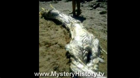 13 Foot Mystery Creature With Horns Washes Ashore On Beach In Spain