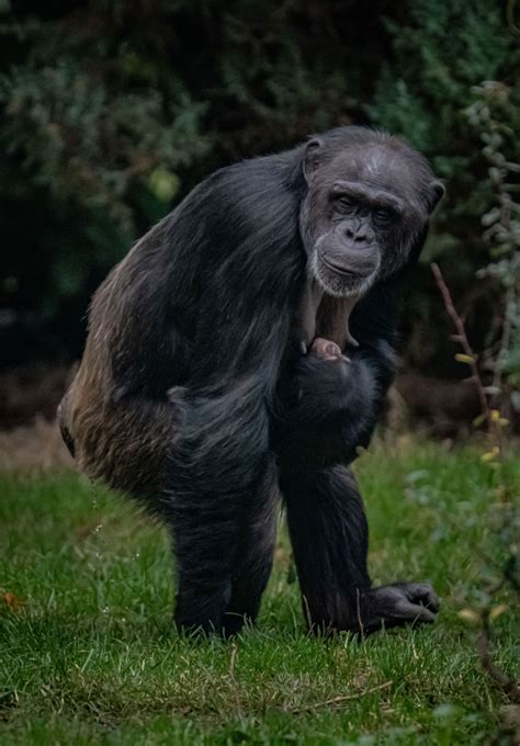 Birth Of Rare Chimpanzee At Chester Zoo Gives ‘hope To Critically
