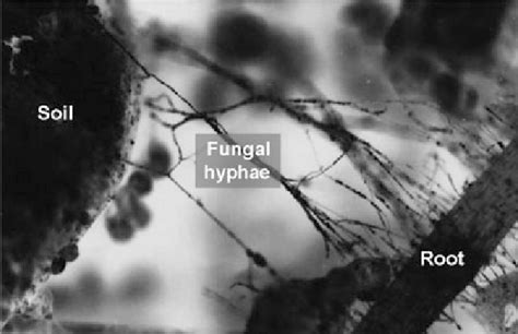 2 Mycorrhizal Fungi Fi Laments Hyphae Which Enhance Soil