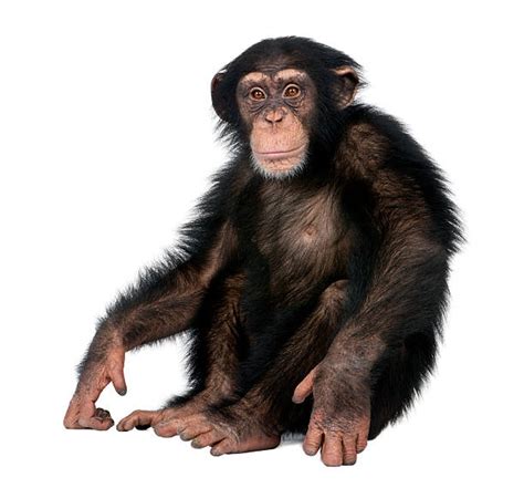 Royalty Free Ape Pictures Images And Stock Photos Istock