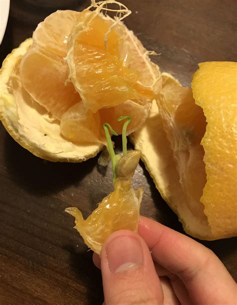 This Orange Seed Sprouted Inside An Orange Rmildlyinteresting