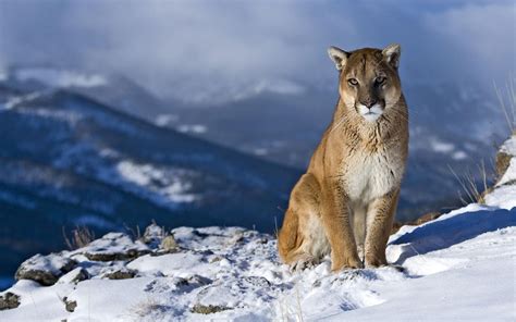 Animal Cougar Hd Wallpaper