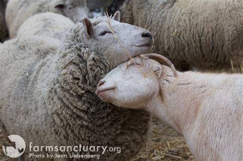 Love On The Farm Bonds Between Farm Animals