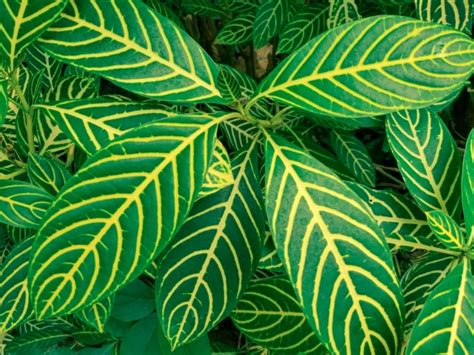 Croton Plant Leaves Free Stock Photo Public Domain Pictures