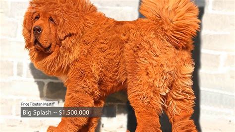 The Most Expensive Dog In The World Tibetan Mastiff 15 Million