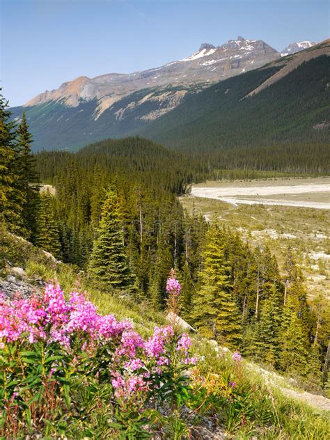 Wildflowers Rocky Mountain Canada Stock Photo Image Of Canadian