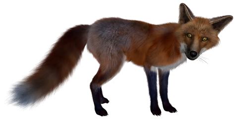 Fuchs Red Fox Isolated Free Image On Pixabay