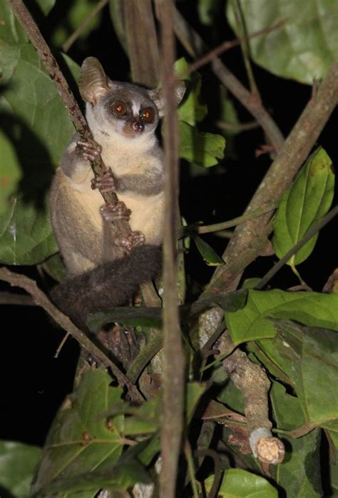 Meet The Angolan Dwarf Galago Cnn