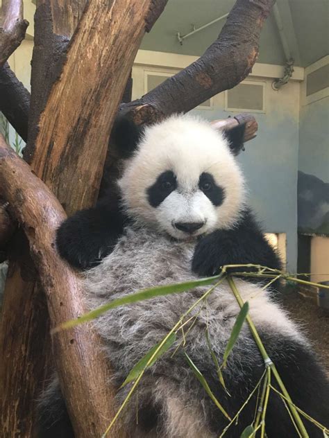 Panda Updates Wednesday May 31 Zoo Atlanta