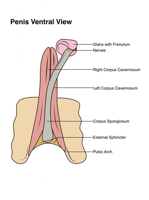 Everything You Need To Know About The Penis And Its Anatomy