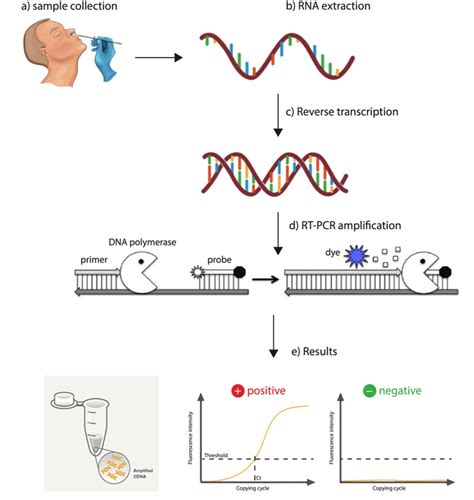 What is pcr (polymerase chain reaction) used for? What are the current diagnostic tests for COVID-19? - DoctorsGate