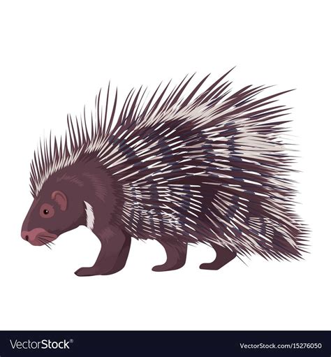 Porcupine Isolated Vector Image On Vectorstock Animal Drawings