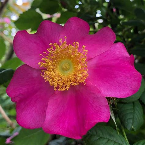 Wild Roses What Are They Nurseriesonline