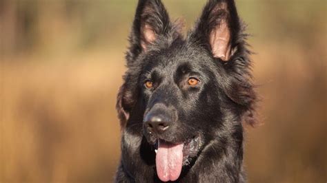 Black German Shepherd The Ultimate Breed Guide All Things Dogs