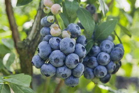 Jersey Highbush Organic Blueberry Plant Backyard Berry Plants