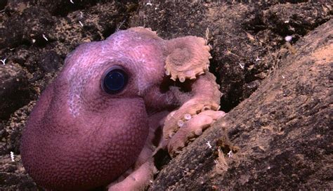 Octopuses You Cant Even Believe Are Real The Dodo