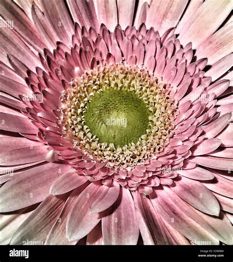 Pink Gerber Daisy Close Up Stock Photo Alamy