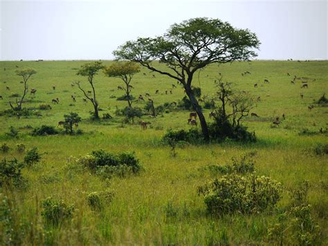 African Savanna Ecosystem