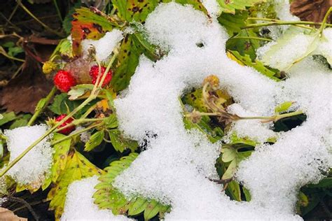How To Winterize Strawberry Plants Gardeners Path