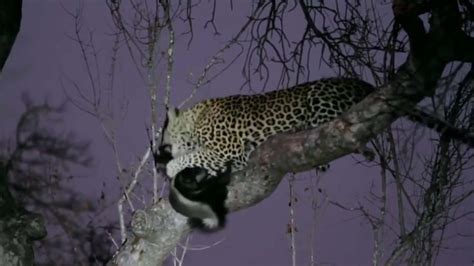 Honey Badger Attempts To Evade Leopard