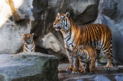 Female Tiger With His Her Two Cubs Hd Wallpaper Background Image