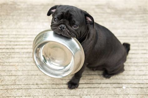10 Best Dog Foods For Pugs Tasty Choices For Little Buds