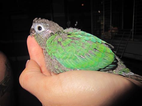 Baby Turquoise Green Cheek Conure 4 Weeks Pet Birds Cute Birds