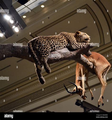 Taxidermized Animal Hi Res Stock Photography And Images Alamy