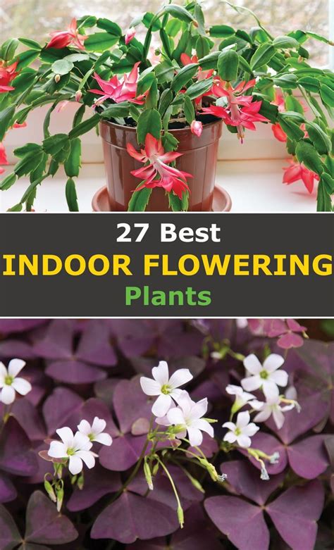 27 Best Indoor Flowering Plants For Your Home Indoor Flowering Plants