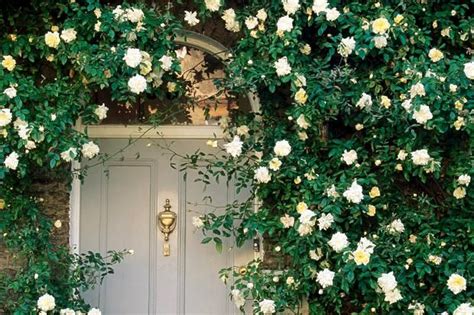 The lady banks rose is a lovely climbing rose with small white or yellow blossoms. Climbing plants that love the shade | Shade plants, Wall ...