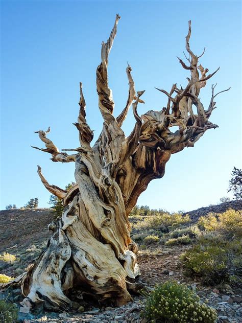 Το μακροβιότερο δέντρο στον κόσμο Periergagr