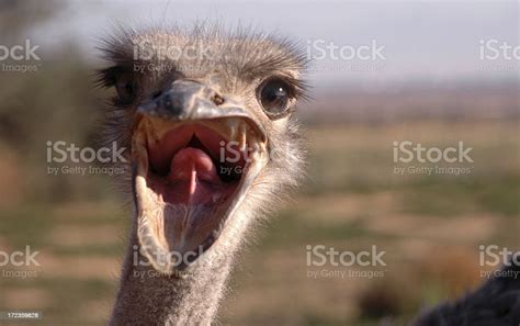 Ostrich With Mouth Open Stock Photo Download Image Now Ostrich
