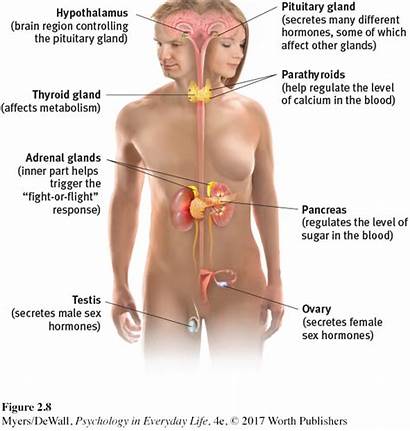 Endocrine System Figure Ch2