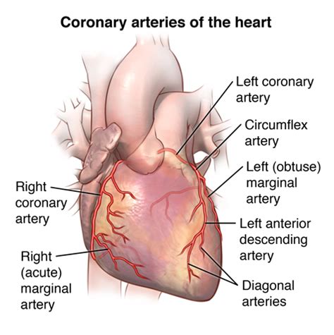 Atherosclerosis is the number one cause of coronary artery disease. Anatomy and Function of the Coronary Arteries | Johns ...