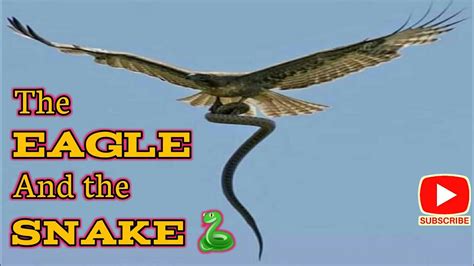 The Eagle Does Not Fight The Snake On The Ground Youtube