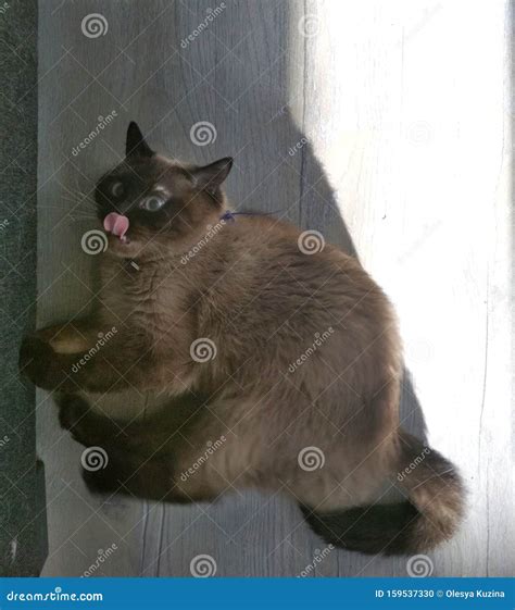 Siamese Cat Is Fat Stock Photo Image Of Design Industry 159537330