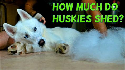 The alaskan husky is a hybrid rather than a purebred dog and is used primarily to work rather than to show. How much do Huskies Shed? - YouTube