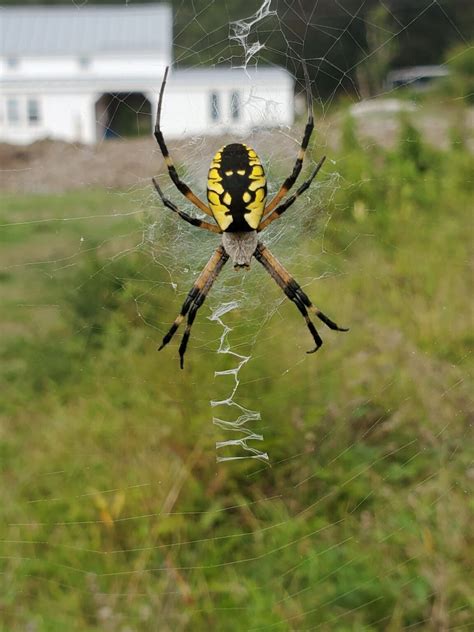 Black And Yellow Garden Spider Boothbay Region Land Trust